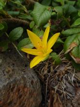 Sternbergia sicula