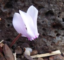 Cyclamen graecum