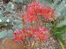 Lycoris radiata