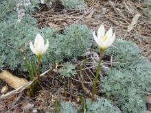 Zephyranthes "lemon"