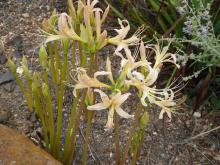 Lycoris elsae