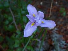 Moraea polystachya