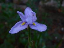 Moraea polystachya