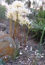 Lycoris elsae with Acis autumnalis