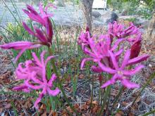 Nerine rosea