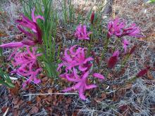 Nerine rosea