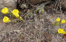 Sternbergia lutea