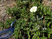 Monsonia with seed-saving device