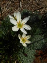 Zephyranthes "lemon"