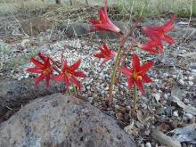 Rhodophiala bifida in evening