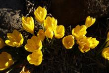 Sternbergia lutea