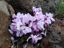 Cyclamen graecum