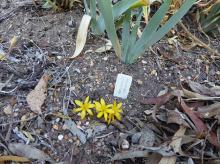 Sternbergia greuteriana