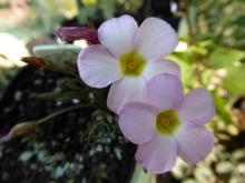 Oxalis polyphylla var. heptaphylla