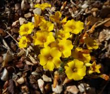 Oxalis lobata