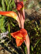 Gladiolus dalenii