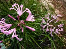 Nerine humilis and Nerine undulata