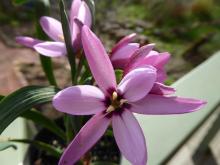 Hesperantha humilis