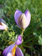 Crocus imperati