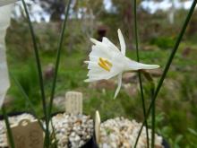 Narcissus cantabricus