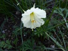 Narcissus "hybrid hoop"