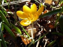 Crocus olivierii ssp olivierii