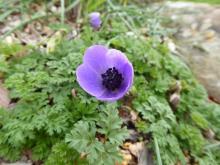 Anemone coronaria