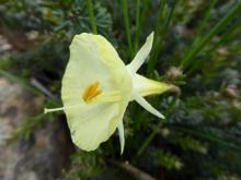 Narcissus "hybrid hoop"