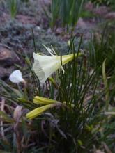 Narcissus 'Ianmon'