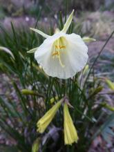 Narcissus 'Ianmon'