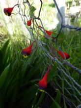 Tropaeolum tricolor 