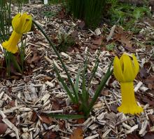 Narcissus 'Papa Snoz'