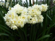 Narcissus 'Erlicheer'