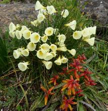 Narcissus Jessamy & Lachenalia aloides