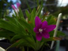 Hesperantha latifolia