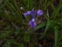 Moraea tripetala