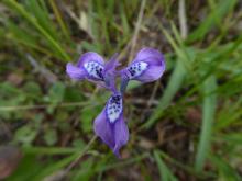 Moraea tripetala