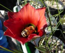 Romulea sabulosa with honeybee