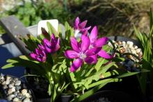 Hesperantha latifolia