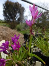 Hesperantha latifolia and a stray