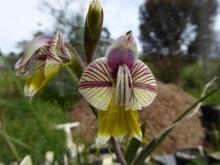 Gladiolus watermeyeri