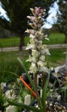 Lachenalia concordiana