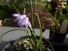 Dichelostemma capitatum