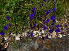 Geissorhiza splendidissima