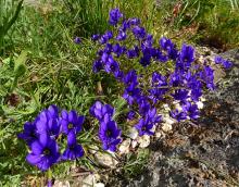 Geissorhiza splendidissima