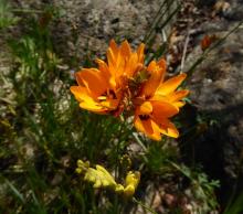 Ixia maculata