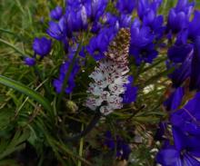 Lachenalia contaminata with Geissorhiza splendidissima