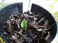 Saruma re-sprouting 24.Sept.2016