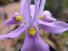 Moraea macrocarpa