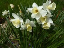 Narcissus 'White Owl' 12 WW